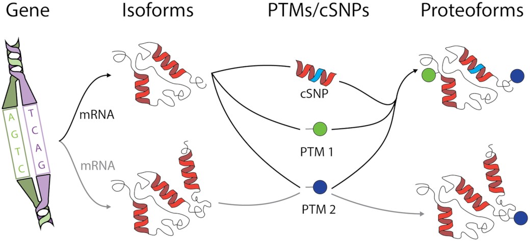 Top-down Mass Spectrometry